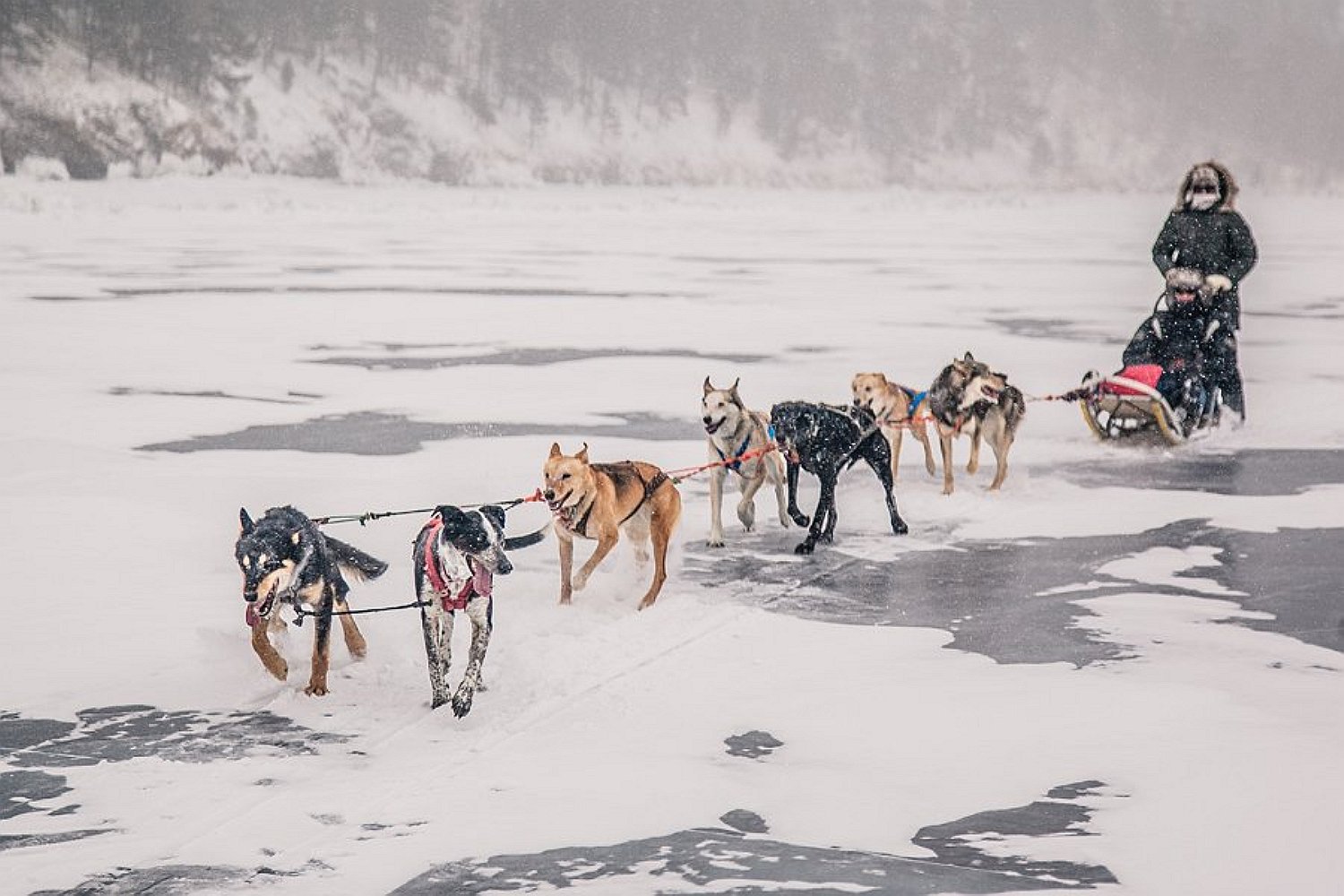 По льду Байкала на собаках