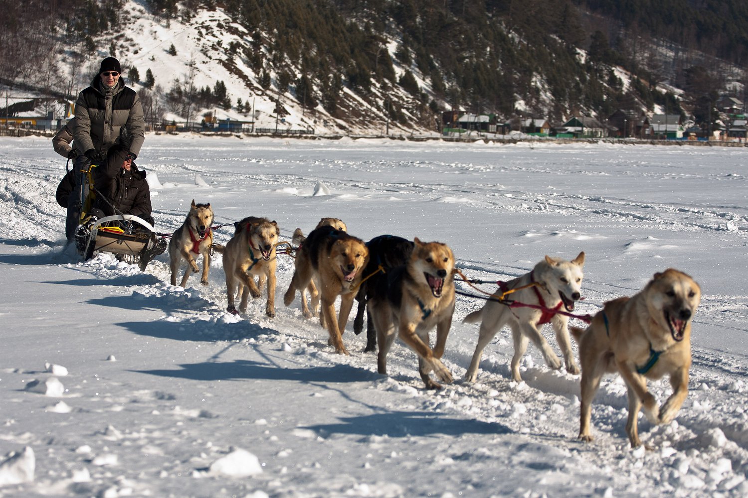 собачьи упряжки на Байкале