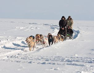 катание на собаках Байкал