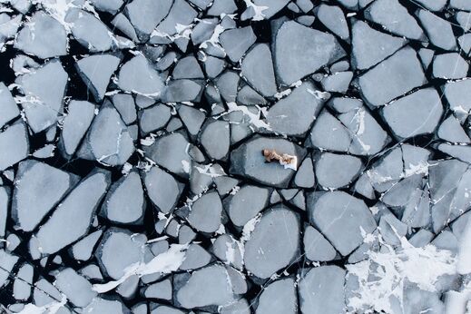 Вечное сияние чистого льда 2023