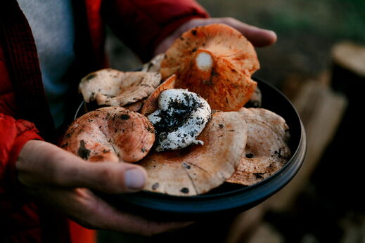 Байкальские грибы-ягоды